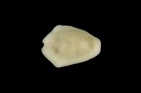 藏品(黃寶螺)的圖片